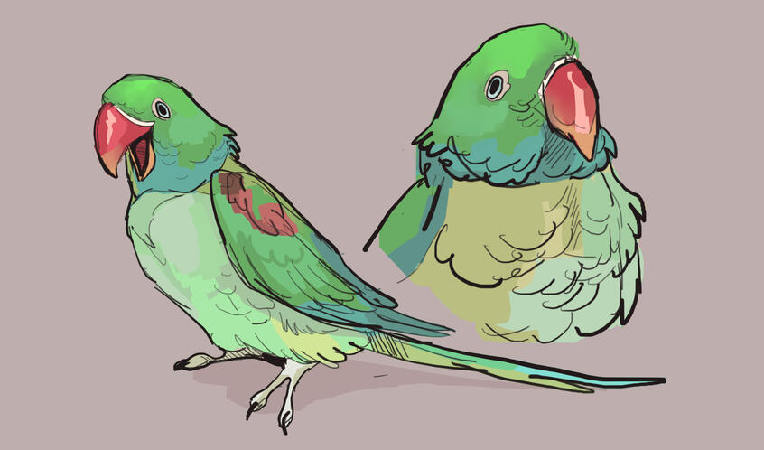 Full body + head shot pet (no bg)